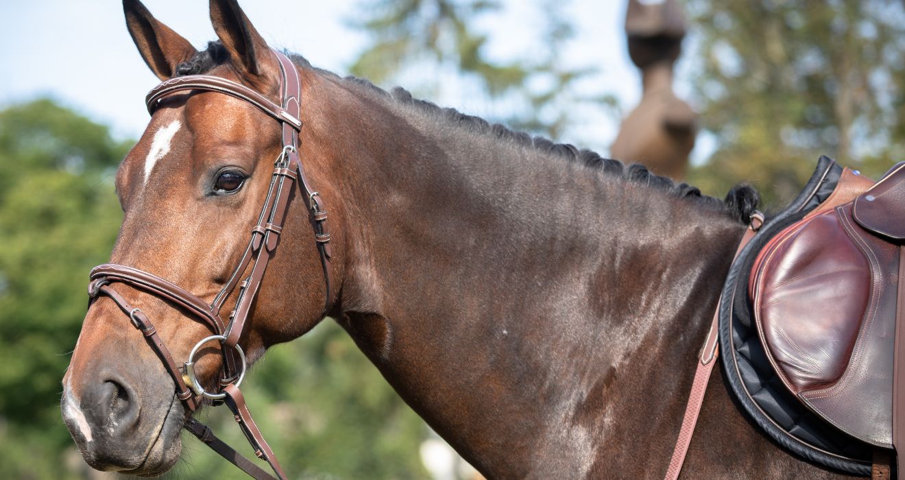 Χαλινάρια | HENRY equestrian