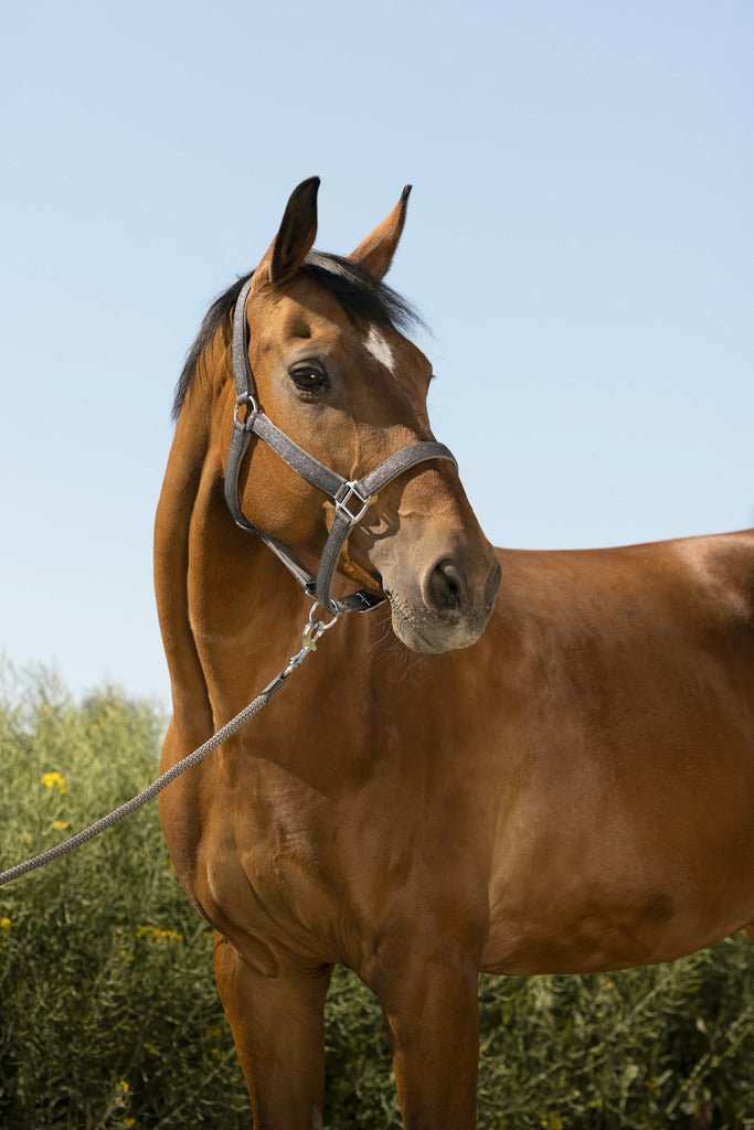 HENRY equestrian - Equitheme - Καπίστρι με σχοινί Glitter γκρι