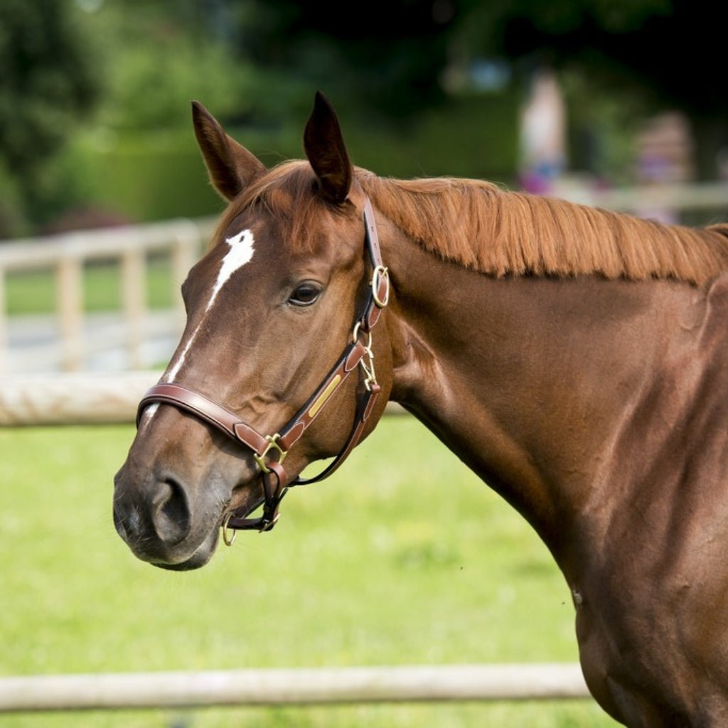 HENRY equestrian - Eric Thomas - Δερμάτινο καπίστρι Pro - Αβάνα