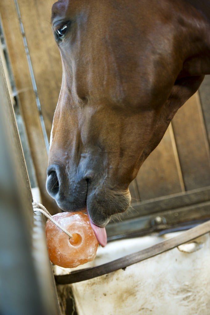 HENRY equestrian - Hippotonic - Αλάτι Ιμαλαΐων 1,5 kg