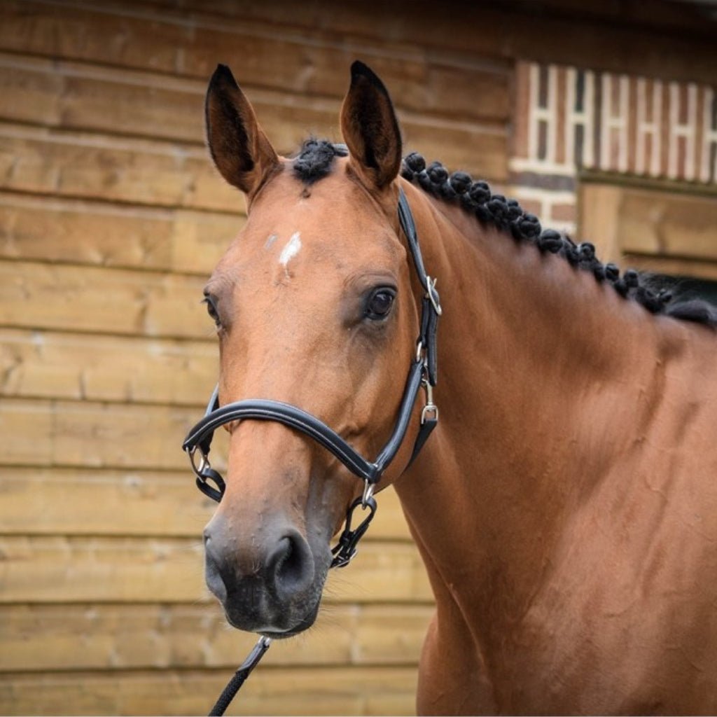 HENRY equestrian - Jump'In - Καπίστρι One Grooming καφέ