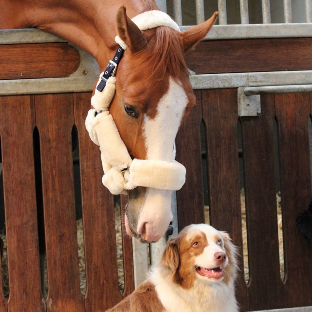 HENRY equestrian - Jump'In - Καπίστρι One Soft