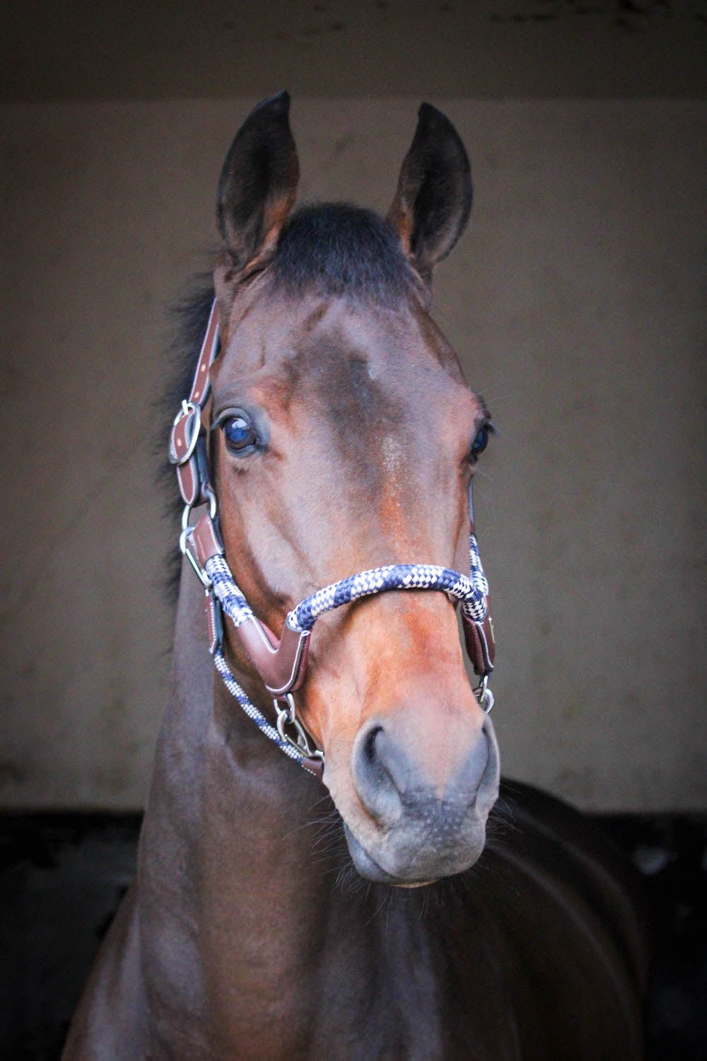 HENRY equestrian - Jump'In - Καπίστρι One Travel καφέ
