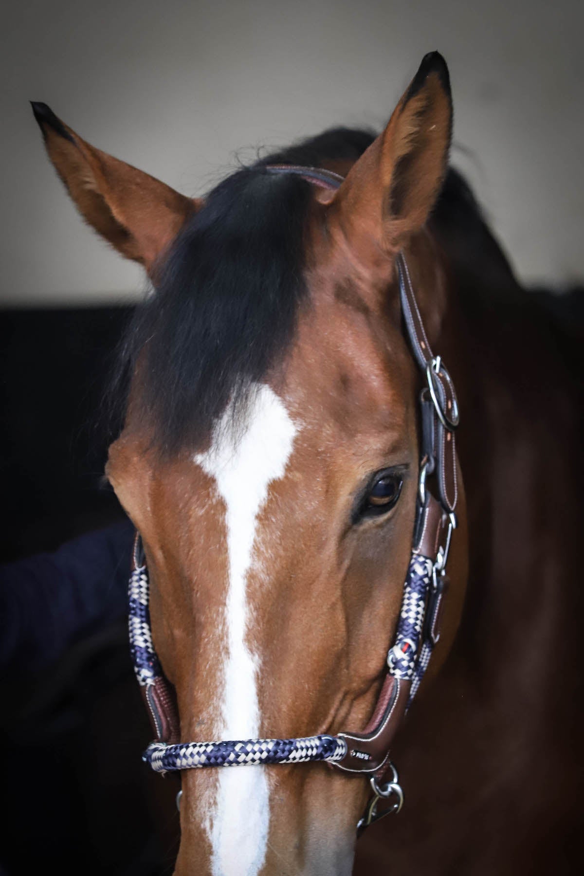 HENRY equestrian - Jump'In - Καπίστρι One Travel καφέ