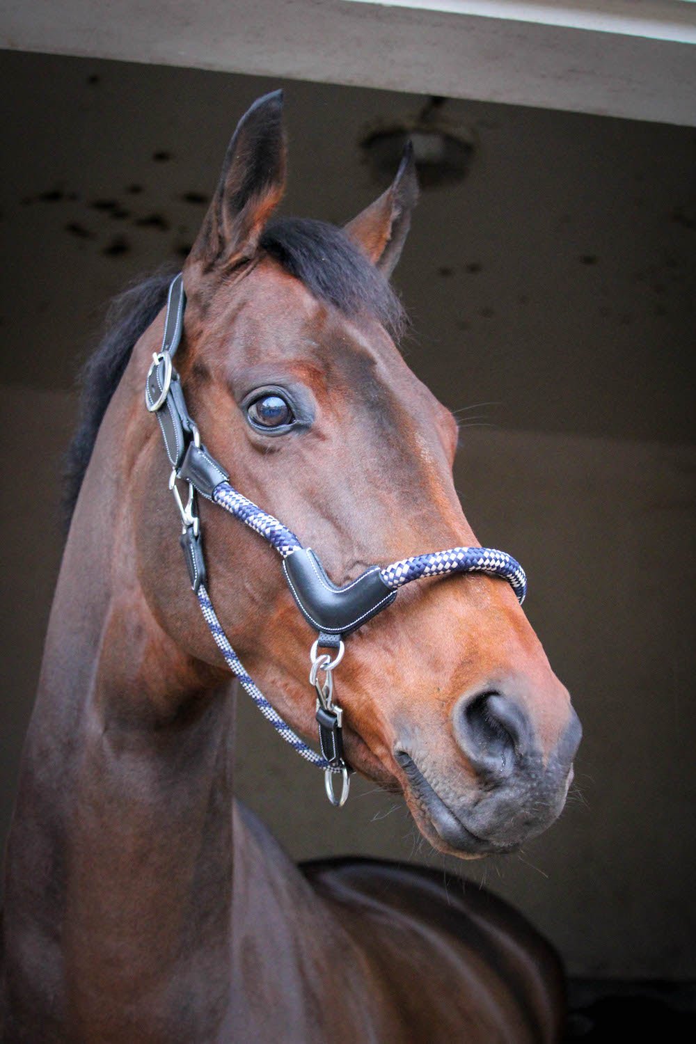 HENRY equestrian - Jump'In - Καπίστρι One Travel μαύρο