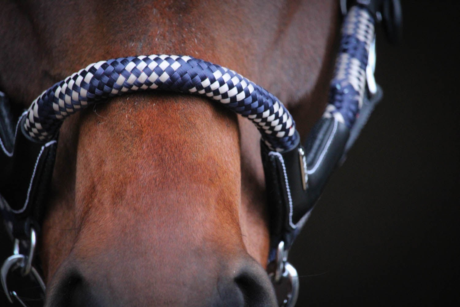 HENRY equestrian - Jump'In - Καπίστρι One Travel μαύρο
