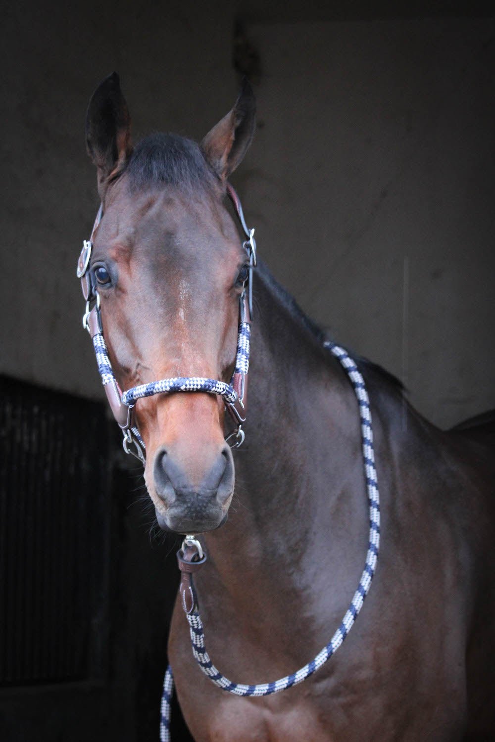 HENRY equestrian - Jump'In - Σχοινί One Travel καφέ