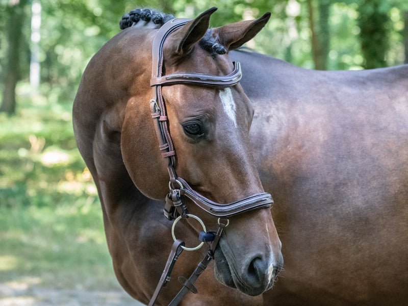HENRY equestrian - Jump'In - Χαλινάρι Manhattan καφέ