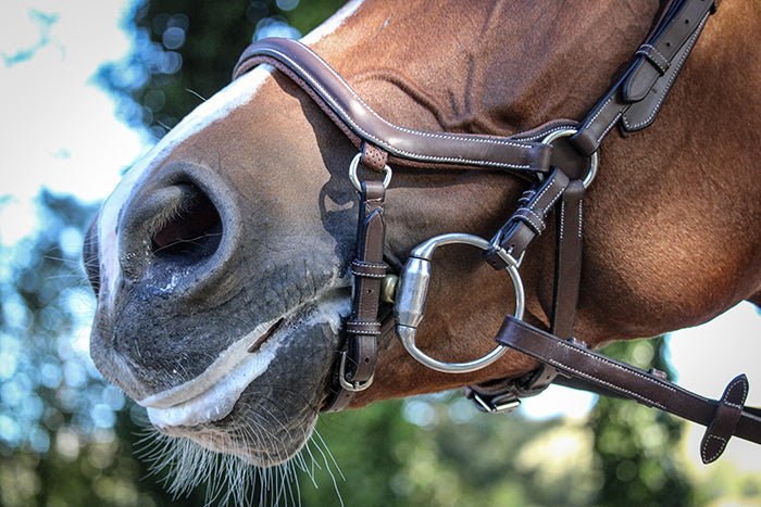HENRY equestrian - Jump'In- Χαλινάρι New-York καφέ