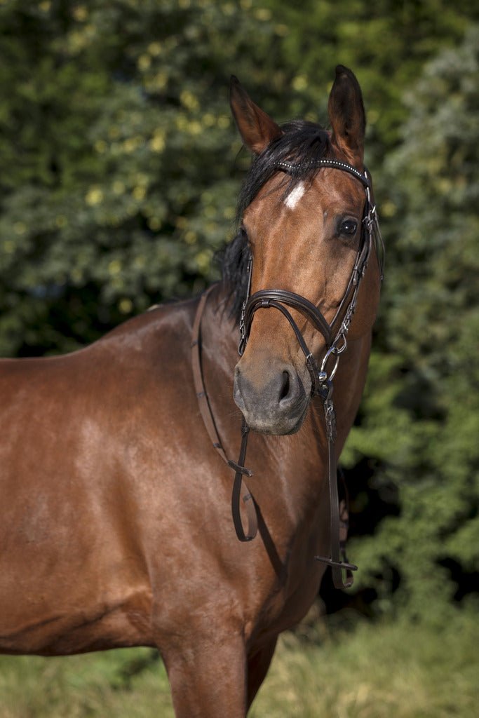 HENRY equestrian - Norton - Χαλινό Club V καφέ