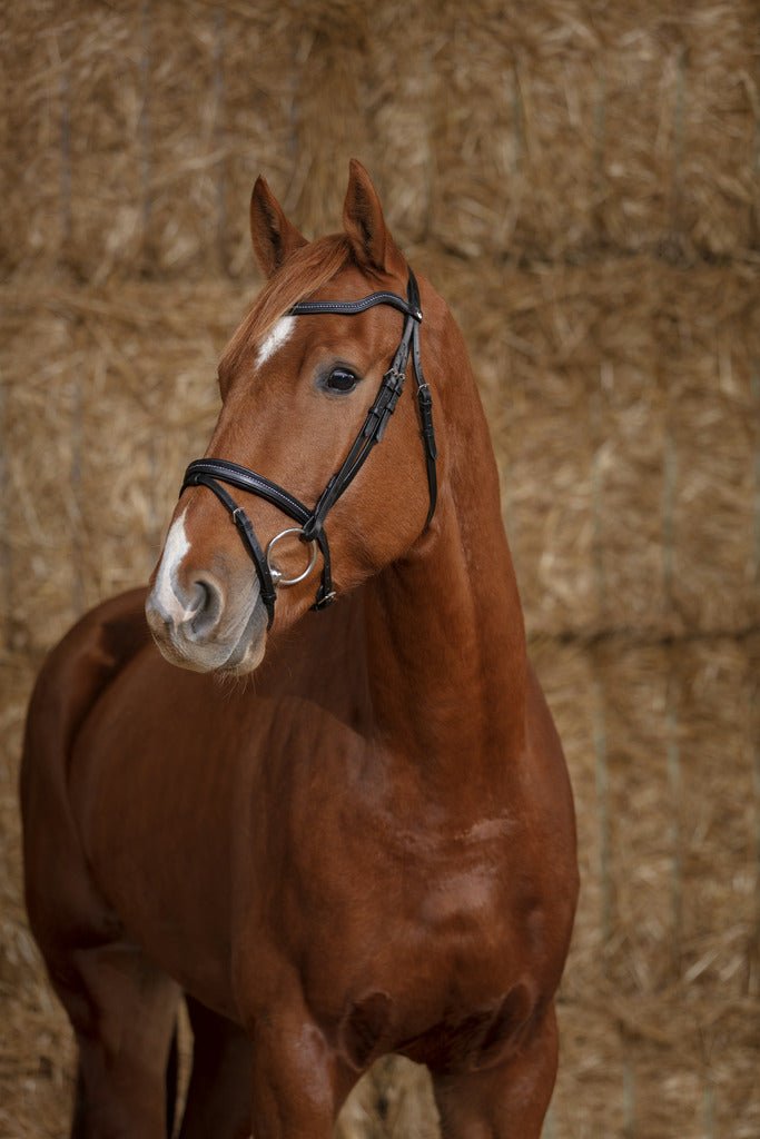 HENRY equestrian - Norton - Χαλινό Pro Perle καφέ
