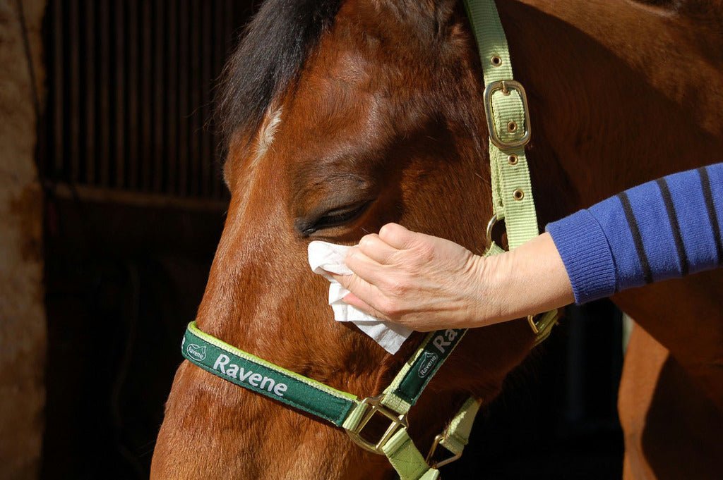 HENRY equestrian - Ravene - Μαντηλάκια καθαρισμού τριχών, ματιών και μύτης Easy Shine wipe