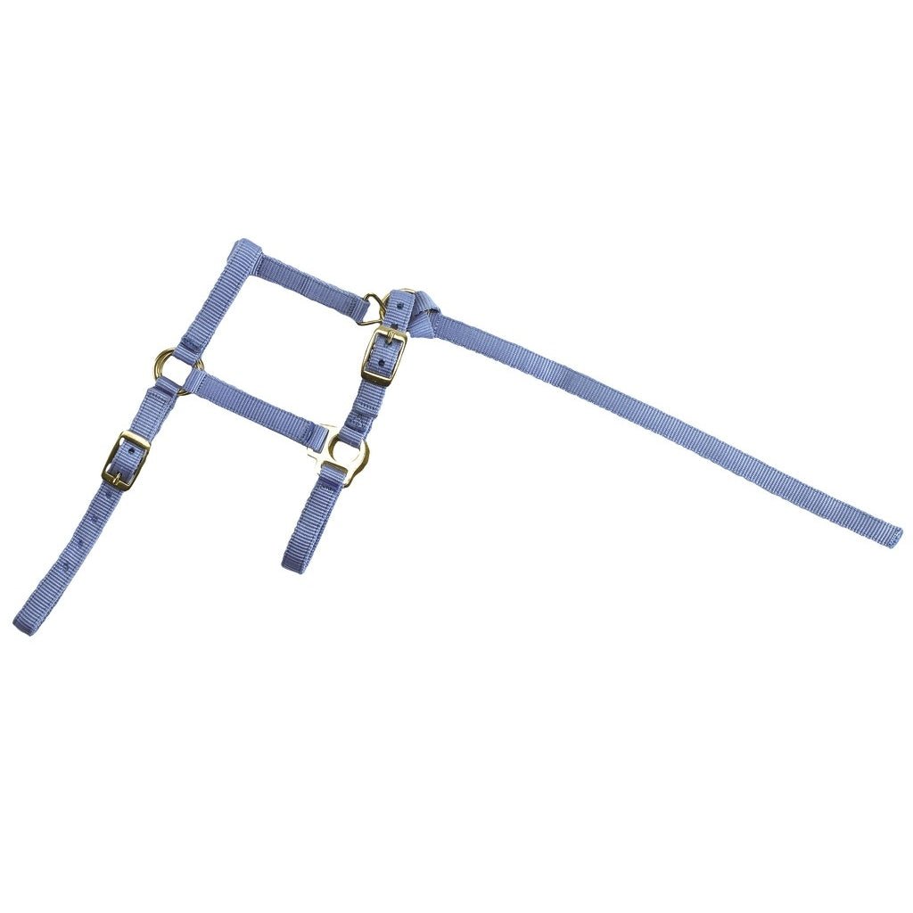 HENRY equestrian - Riding World - Καπίστρι foal ciel