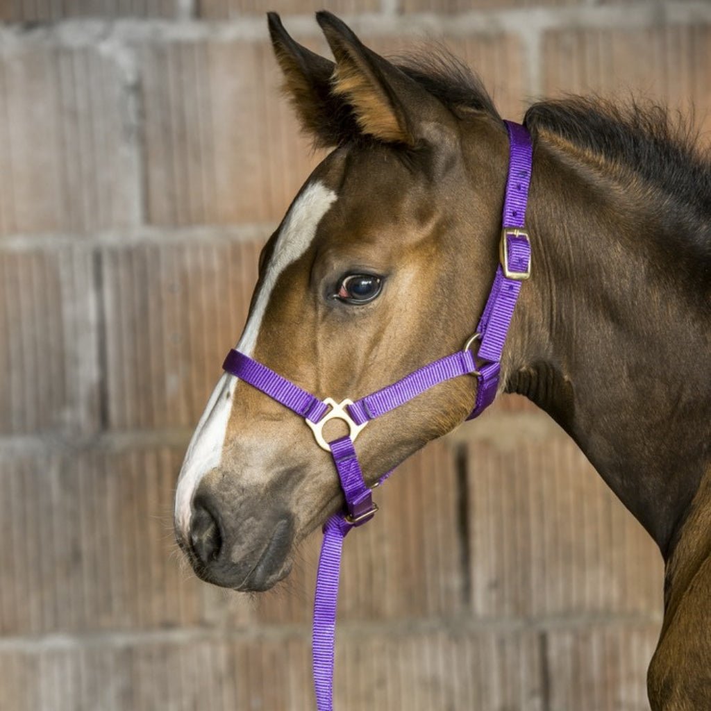 HENRY equestrian - Riding World - Καπίστρι foal ciel