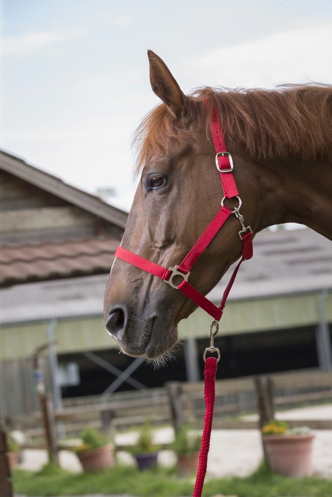 HENRY equestrian - Riding World - Καπίστρι με σχοινί Cob φούξια