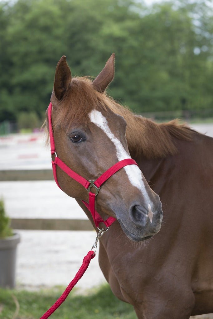 HENRY equestrian - Riding World - Καπίστρι με σχοινί Cob φούξια