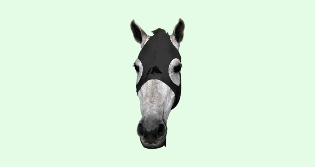 Fenwick | HENRY equestrian