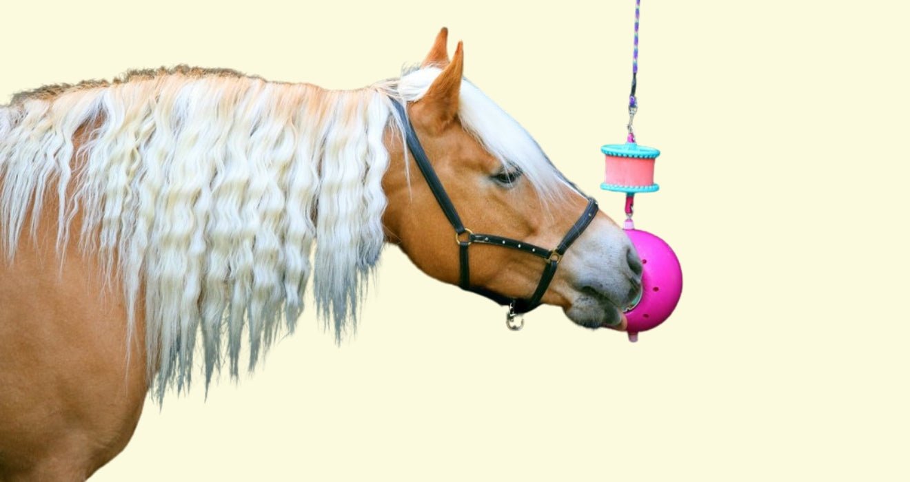 Likit - HENRY equestrian