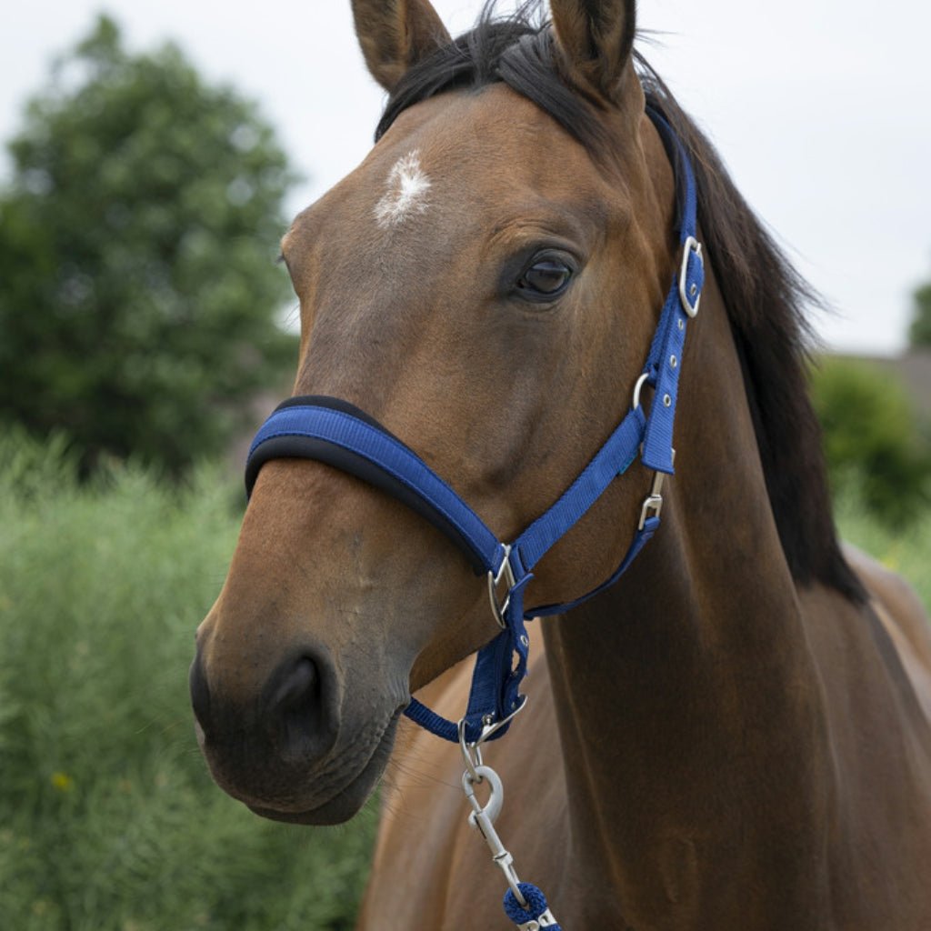 HENRY equestrian - Norton - Καπίστρι με σχοινί navy