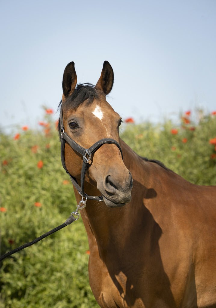 HENRY equestrian - Equitheme - Καπίστρι με σχοινί Glitter μαύρο