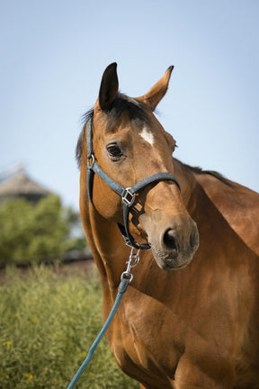 HENRY equestrian - Equitheme - Καπίστρι με σχοινί Glitter τουρκουάζ