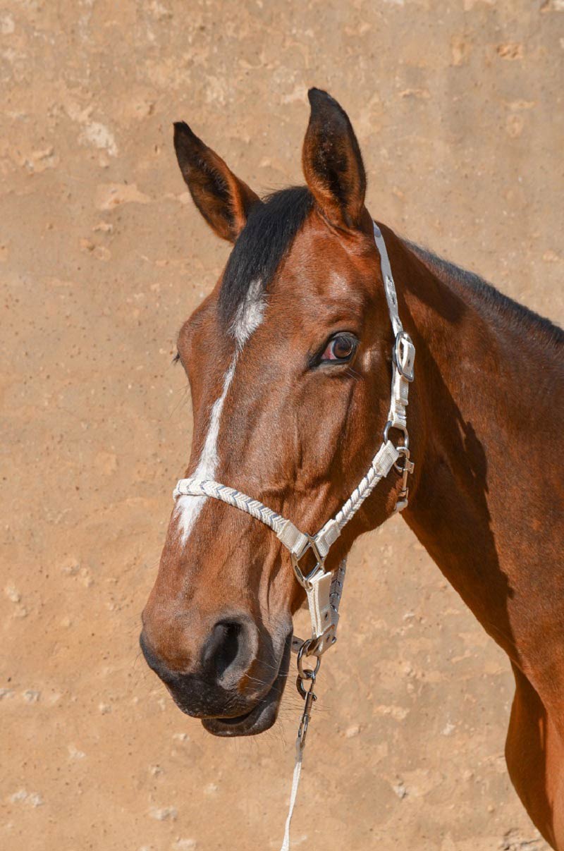 HENRY equestrian - Harcour - Καπίστρι με σχοινί Hacker μπεζ