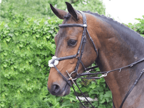 HENRY equestrian - Jump’In - Howlett Week μαύρο
