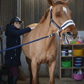 HENRY equestrian - Ravene - Χαλαρωτικό και καταπραϋντικό τζελ μασάζ Kinesyl 250 ml